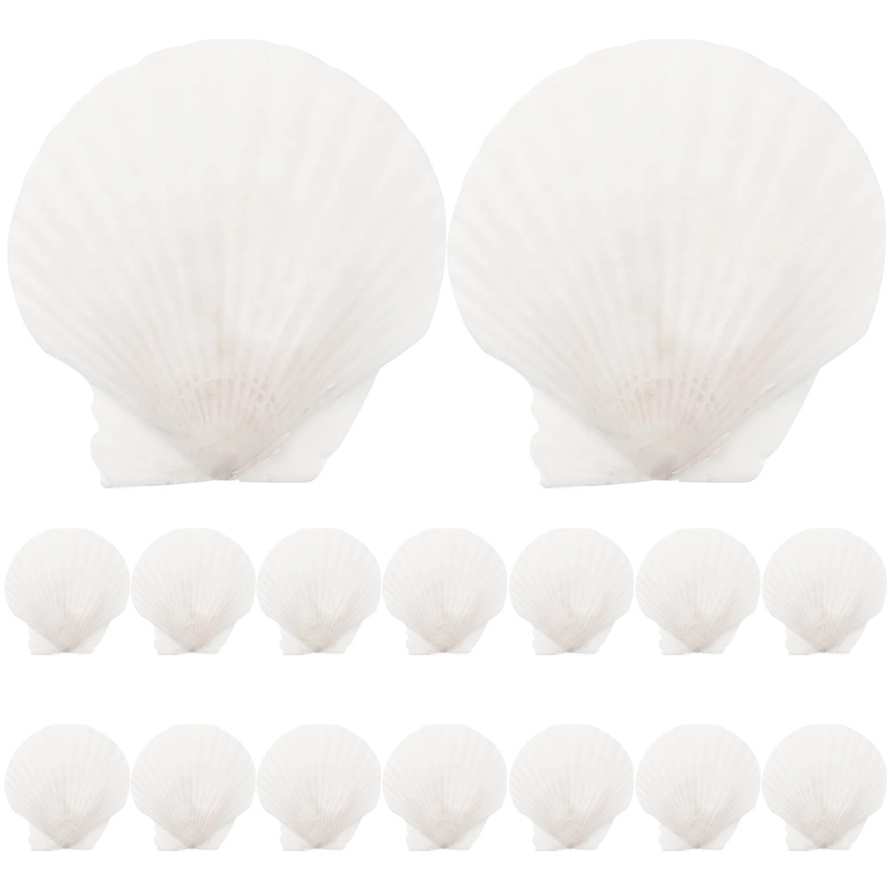 16Pcs Flat Natural Sea Shells  – обзор и цена Art Craft Gallery