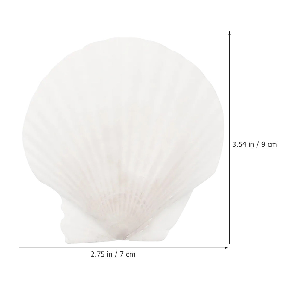 16Pcs Flat Natural Sea Shells  – обзор и цена Art Craft Gallery
