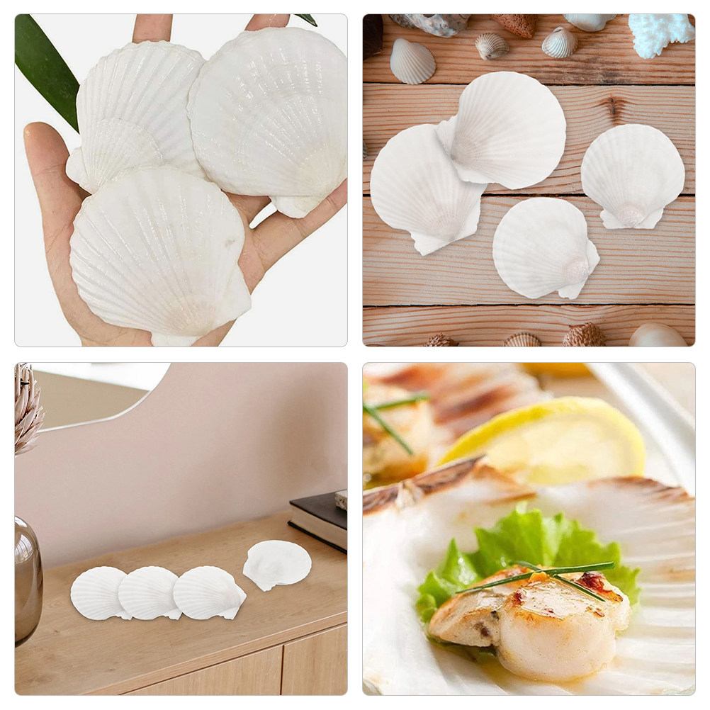 16Pcs Flat Natural Sea Shells  – обзор и цена Art Craft Gallery