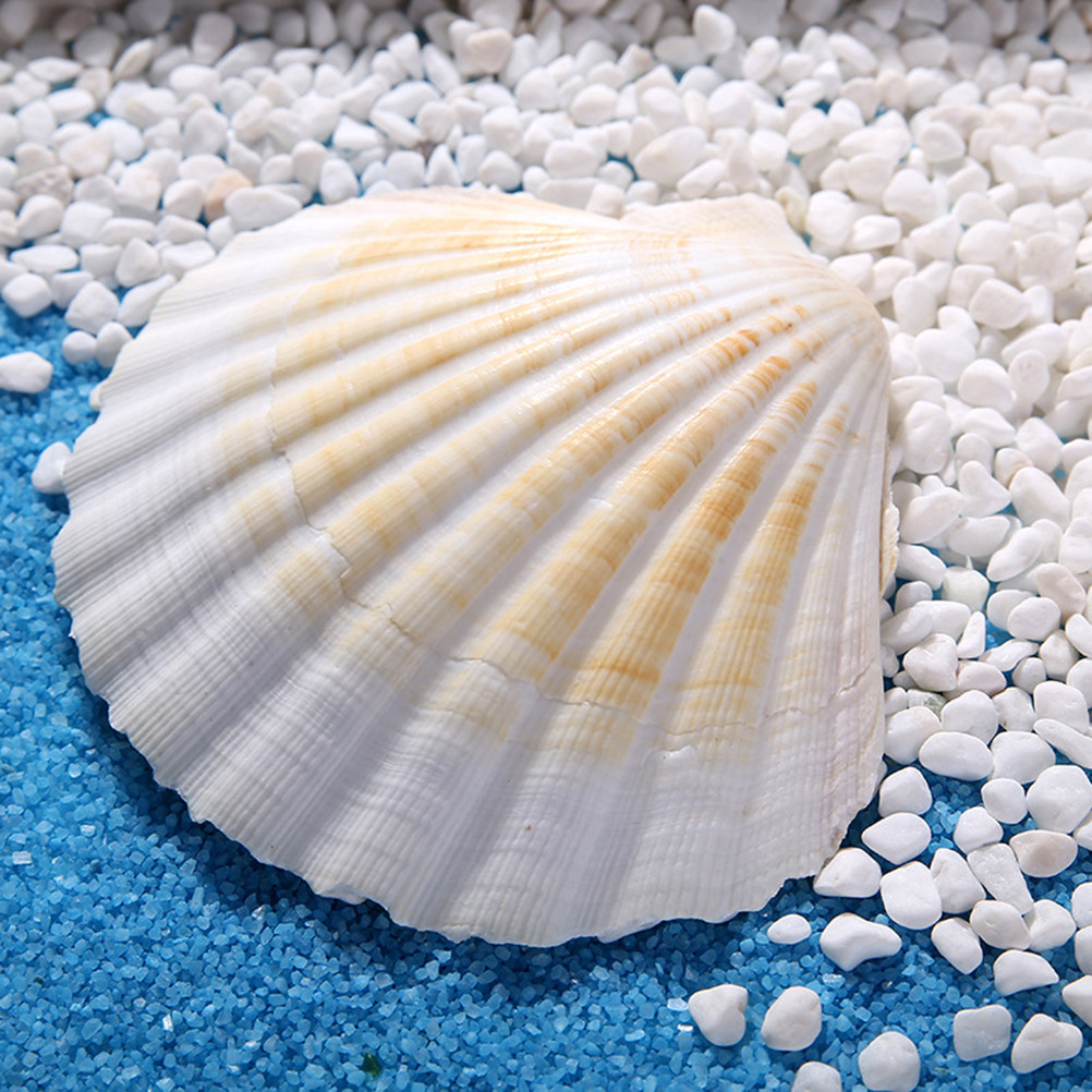 10Pcs Natural Seashells for Cr – обзор и цена Art Craft Gallery