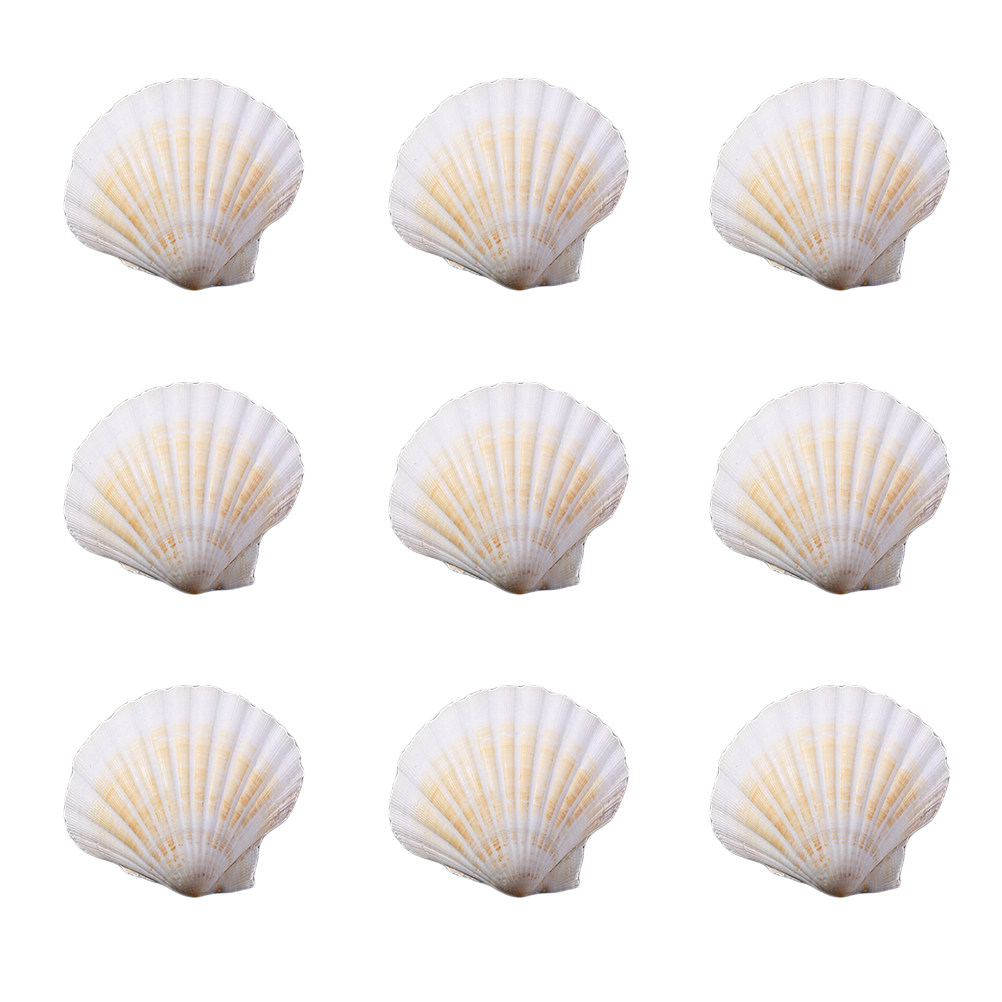10Pcs Natural Seashells for Cr – обзор и цена Art Craft Gallery