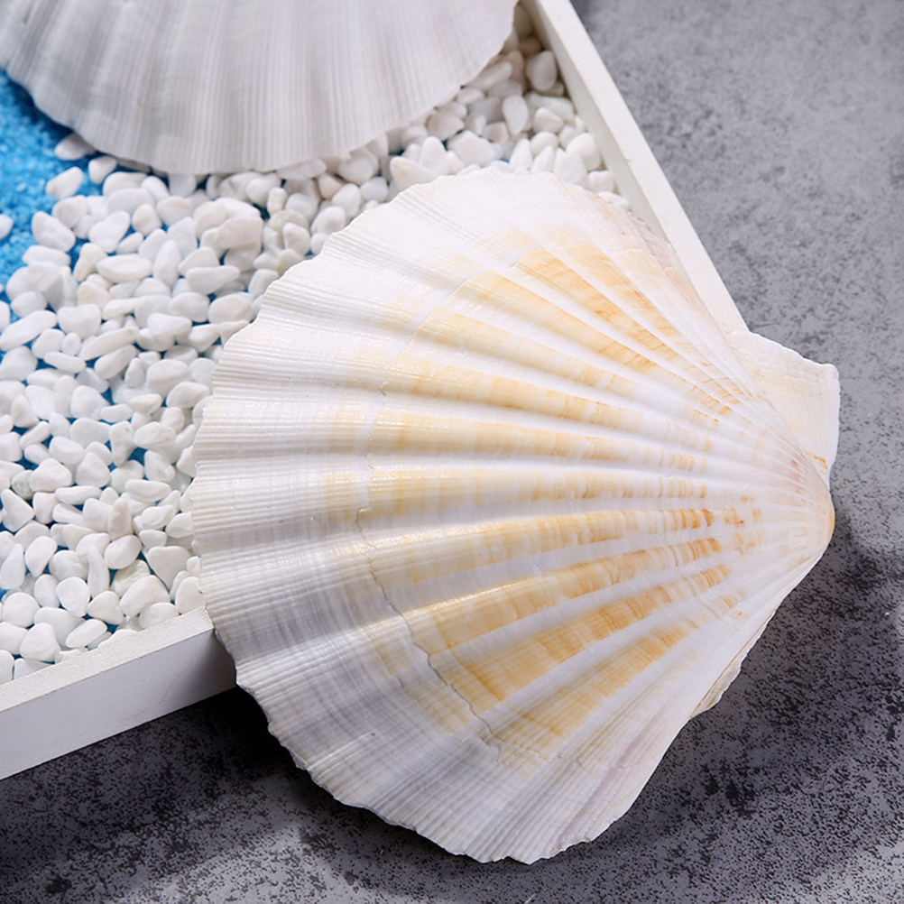10Pcs Natural Seashells for Cr – обзор и цена Art Craft Gallery