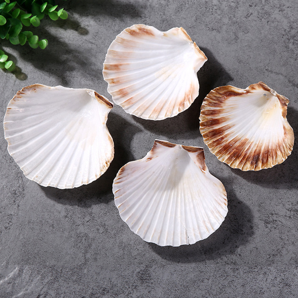 10Pcs Natural Seashells for Cr – обзор и цена Art Craft Gallery